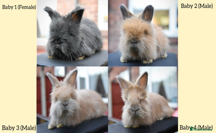 Angora rabbits - Advert 1
