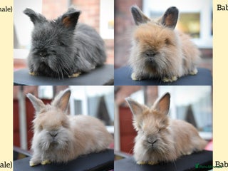 Angora rabbits - Advert 9