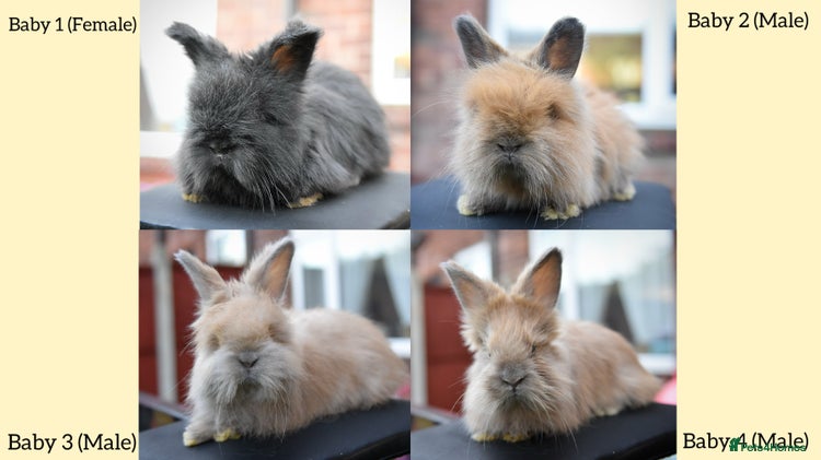 Angora rabbits - Advert 1