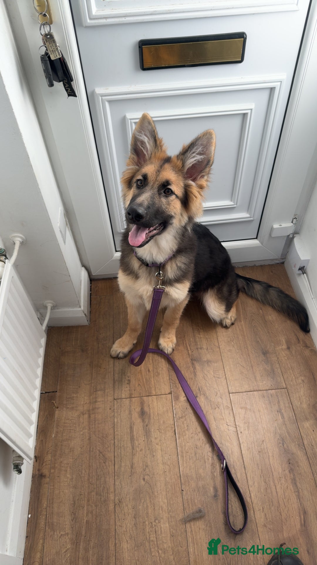 German Shepherd dogs for sale: 5 months old German shepherd  - Advert 3