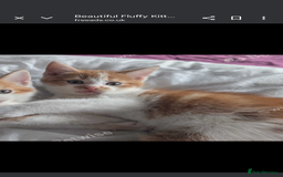 Mixed Breed cats for sale: Beautiful mix breed part maincoon kittens  - Image 7