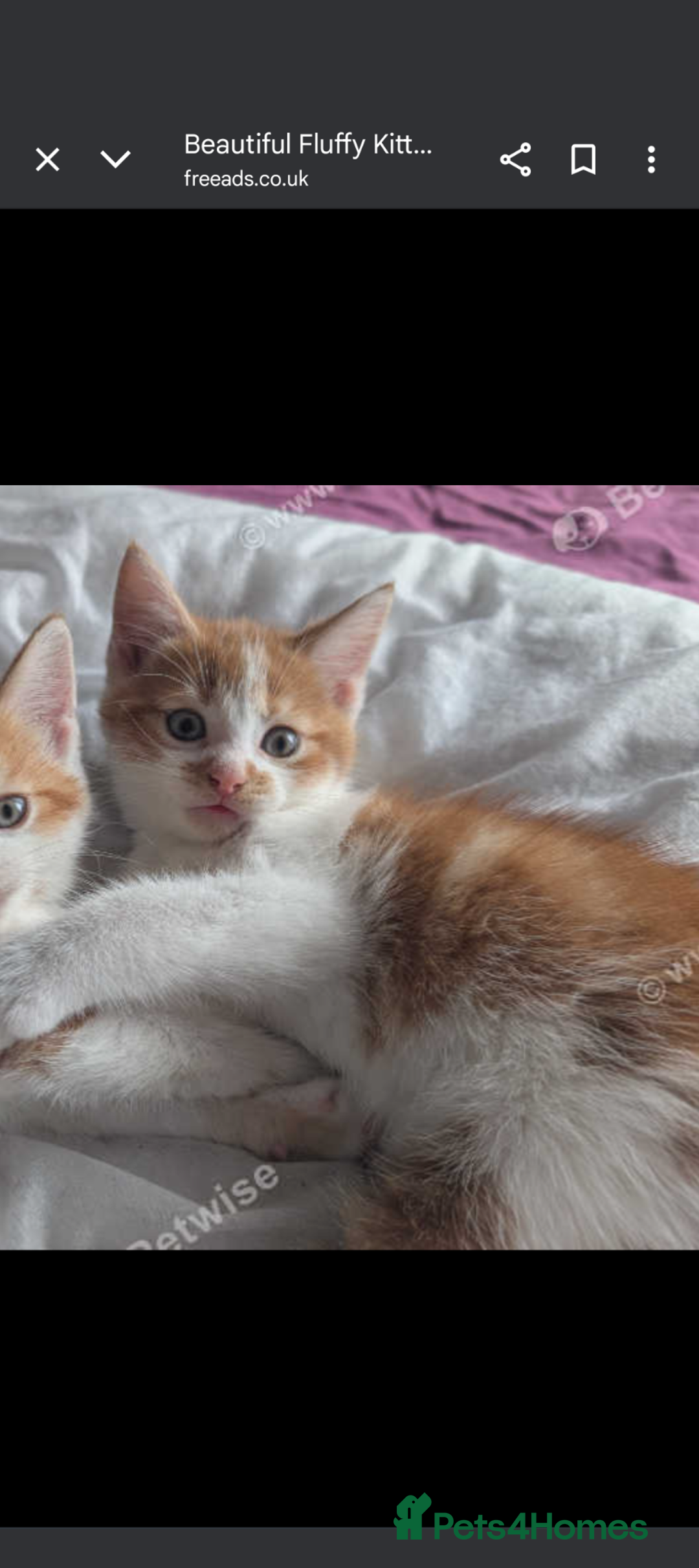 Mixed Breed cats for sale: Beautiful mix breed part maincoon kittens  - Image 7