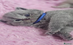 British Shorthair cats for sale: GCCF British Shorthair Kittens Champion - Image 5