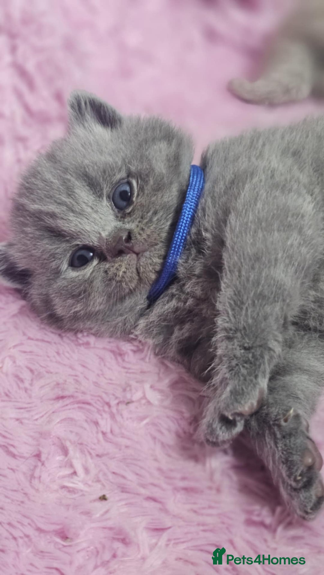British Shorthair cats for sale: GCCF British Shorthair Kittens Champion - Image 5