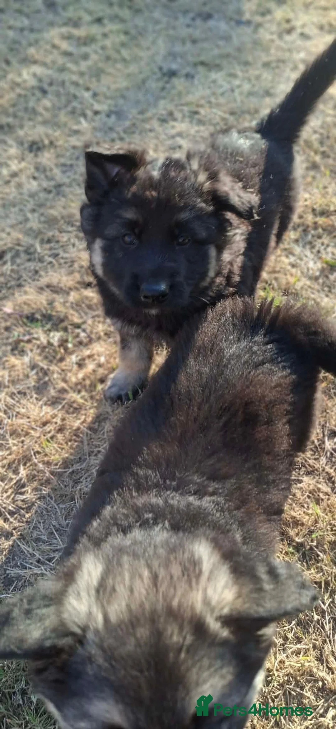 German Shepherd dogs for sale: Big, fluffy, beautiful German Shepherd Puppies in Stafford - Advert 18