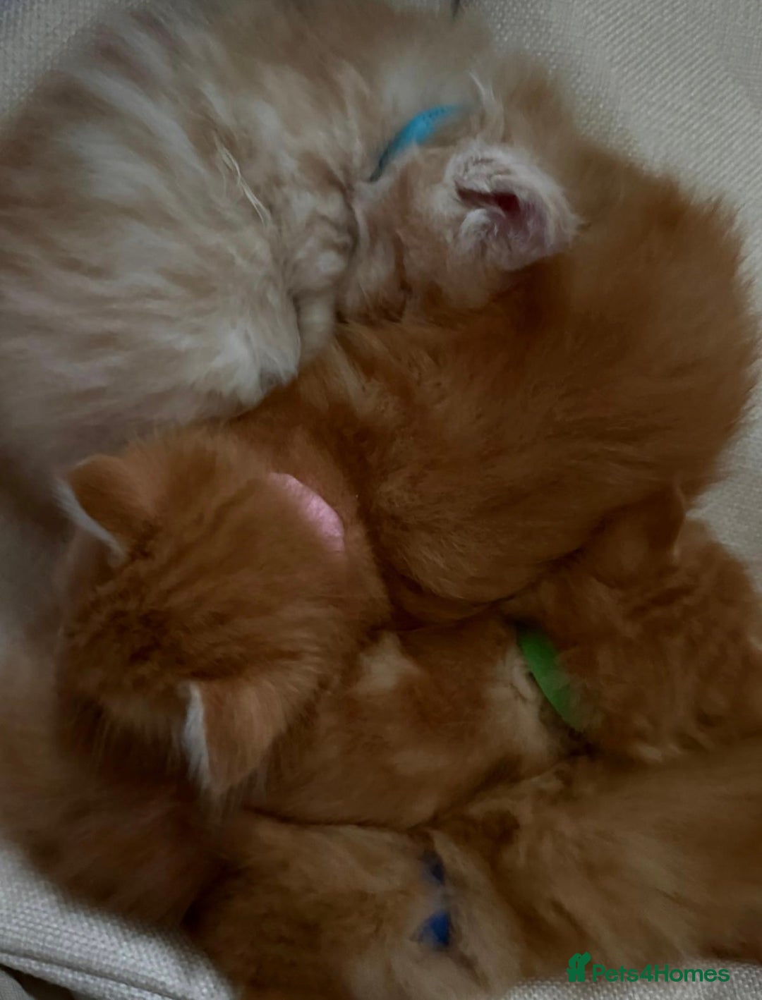 Maine Coon cats for sale: Maincoon kittens  - Advert 5