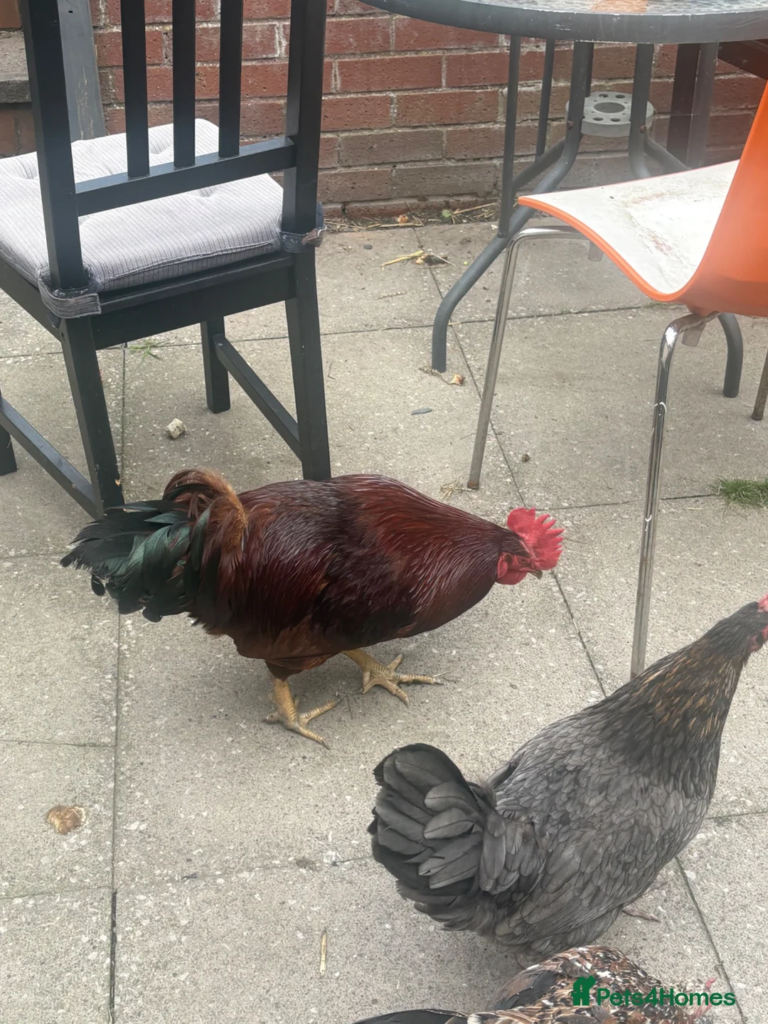 Chickens poultry for sale: Cockerels for rehoming  in Dudley - Advert 1