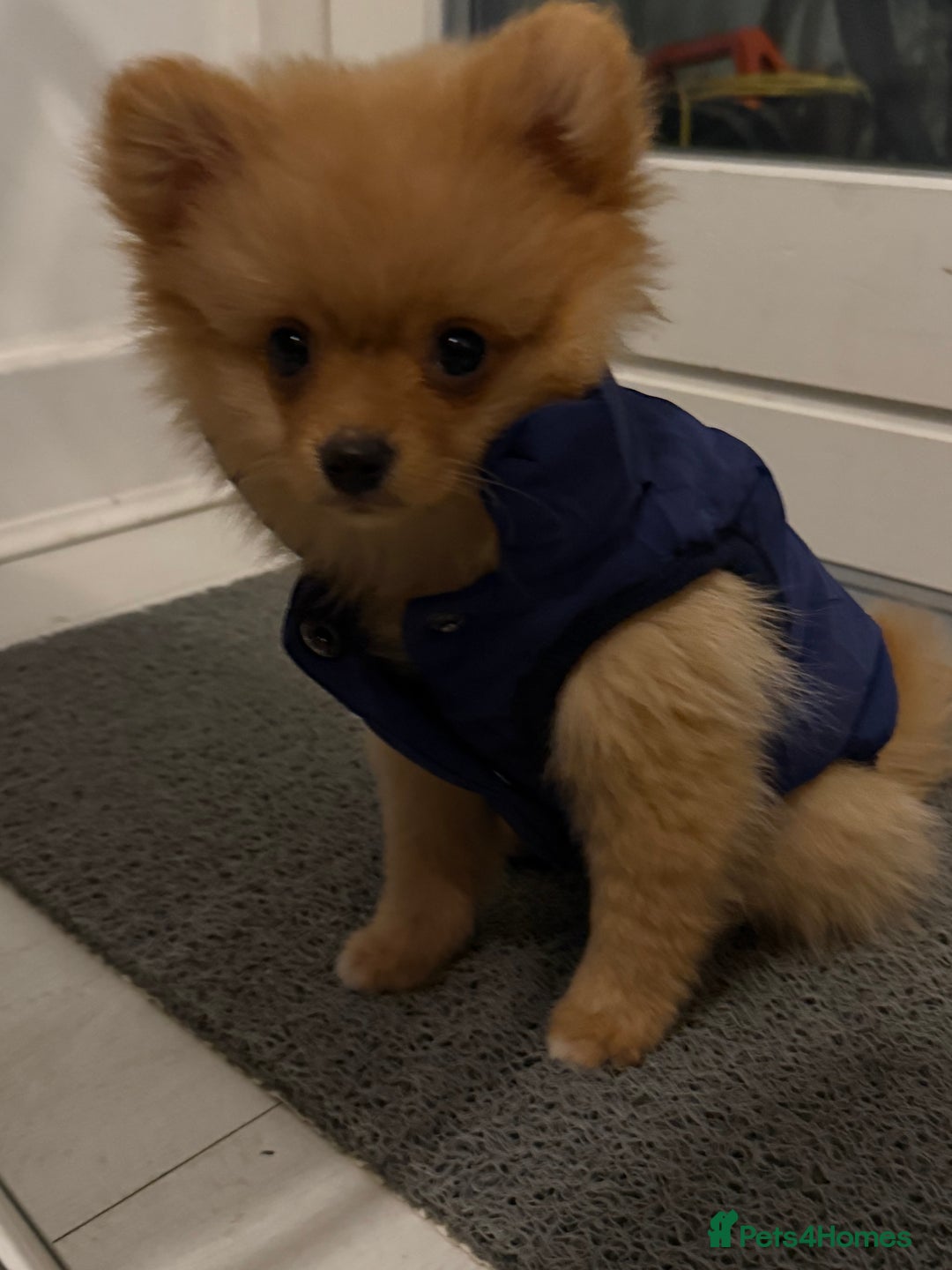 Pomeranian dogs for sale: Baby chino- 4 month old pom - Advert 2