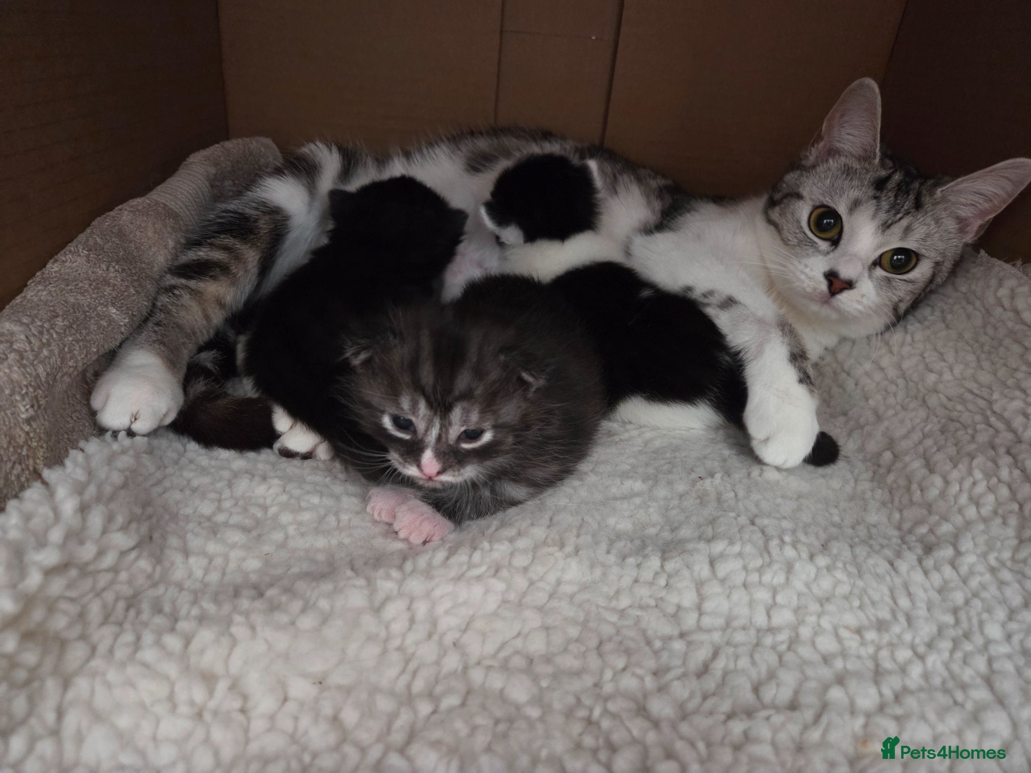 Mixed Breed cats Gorgeous Long Haired Kittens  - Advert 1