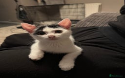 American Shorthair cats for sale: Mr Rhys  - Image 4