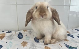 Mini Lop rabbits for sale: Beautiful mini lops bunnies - Image 2