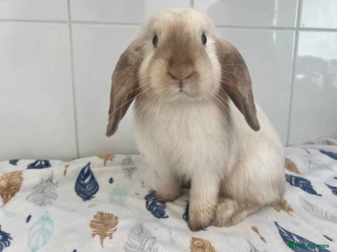 Mini Lop rabbits for sale: Beautiful mini lops bunnies - Image 2