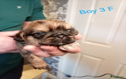 Mixed Breed dogs for sale: Pug x Shih Tzu Pug zu shih pug puppies - Image 14