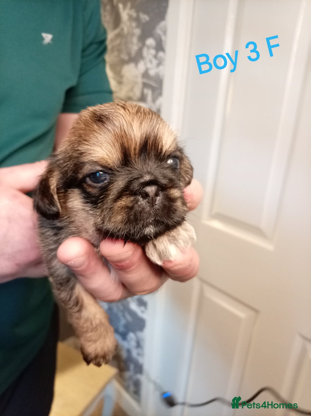 Mixed Breed dogs for sale: Pug x Shih Tzu Pug zu shih pug puppies - Image 14