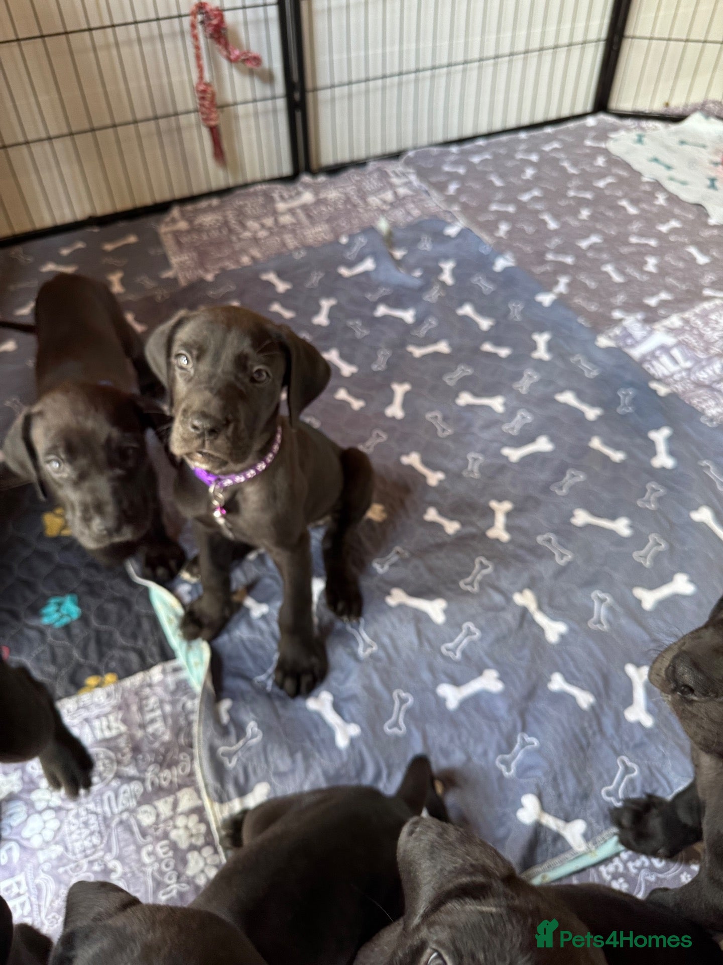 Great Dane dogs Ready now! Beautiful KC Great Dane puppies  - Advert 1