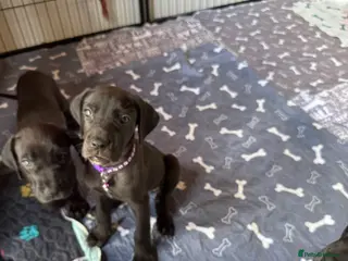 Great Dane dogs Ready now! Beautiful KC Great Dane puppies - Advert 5