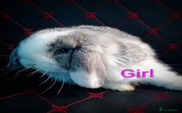 Mini Lop rabbits for sale: Beautiful Mini Lop Bunnies available  - Image 12