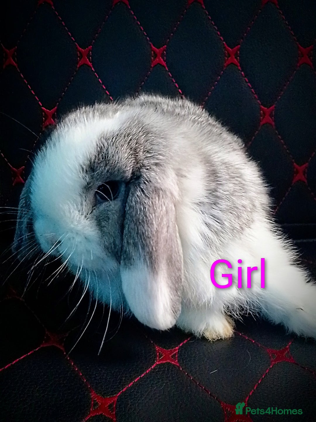 Mini Lop rabbits for sale: Beautiful Mini Lop Bunnies available  - Image 12