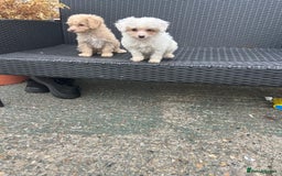 Cavapoo dogs for sale: Cavapoo puppy’s  - Advert 7