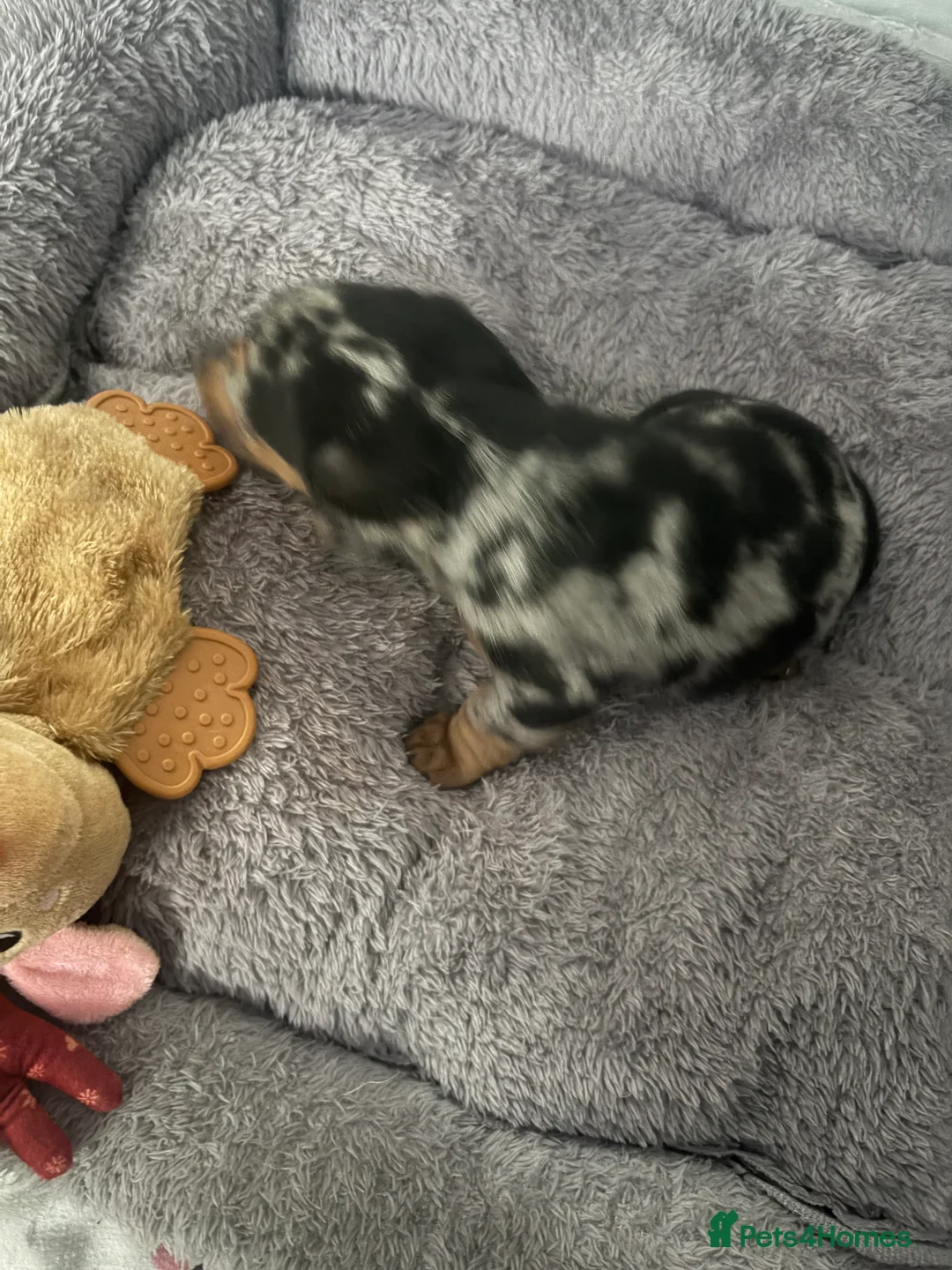 Dachshund dogs for sale: 2 boy Miniture dashund puppies for sale  - Advert 7