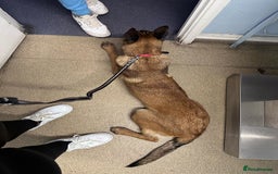 Belgian Shepherd Dog dogs for sale: Guard dog Belgium Malanoi - Image 4