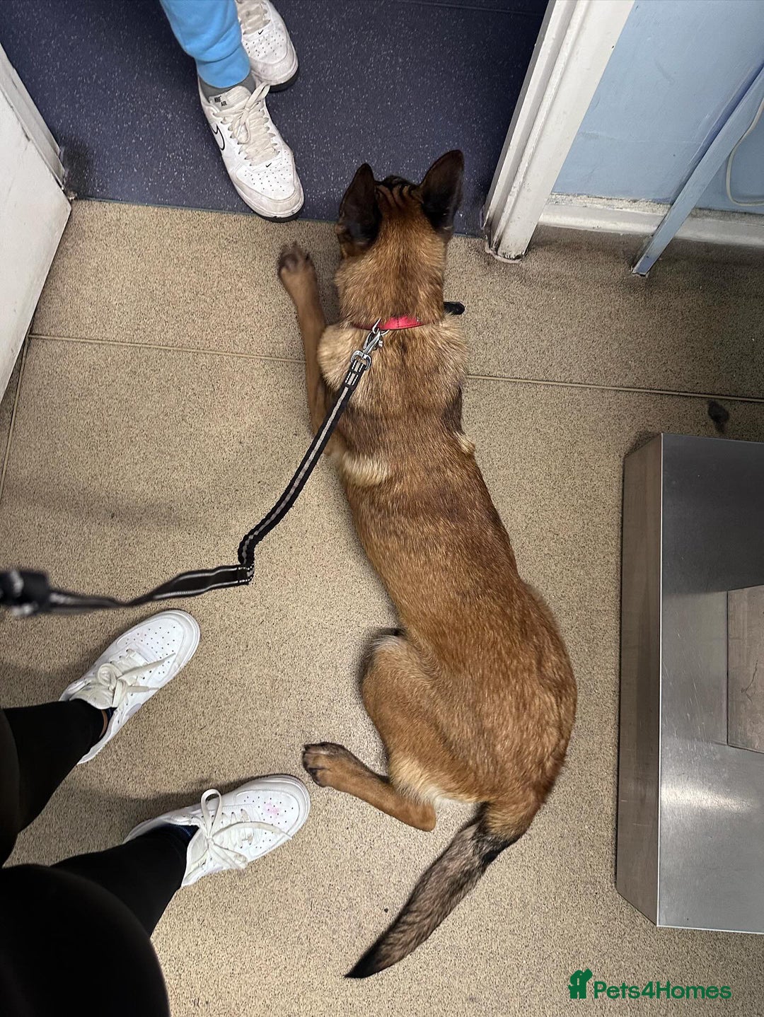 Belgian Shepherd Dog dogs for sale: Guard dog Belgium Malanoi - Image 4