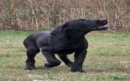 Labrador Retriever dogs for sale: Smart mixed colour labrador litter, HEALTH TESTED - Image 15