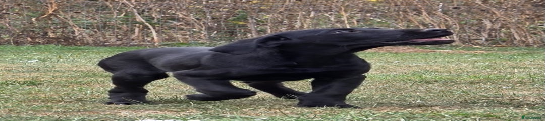 Labrador Retriever Puppy 4