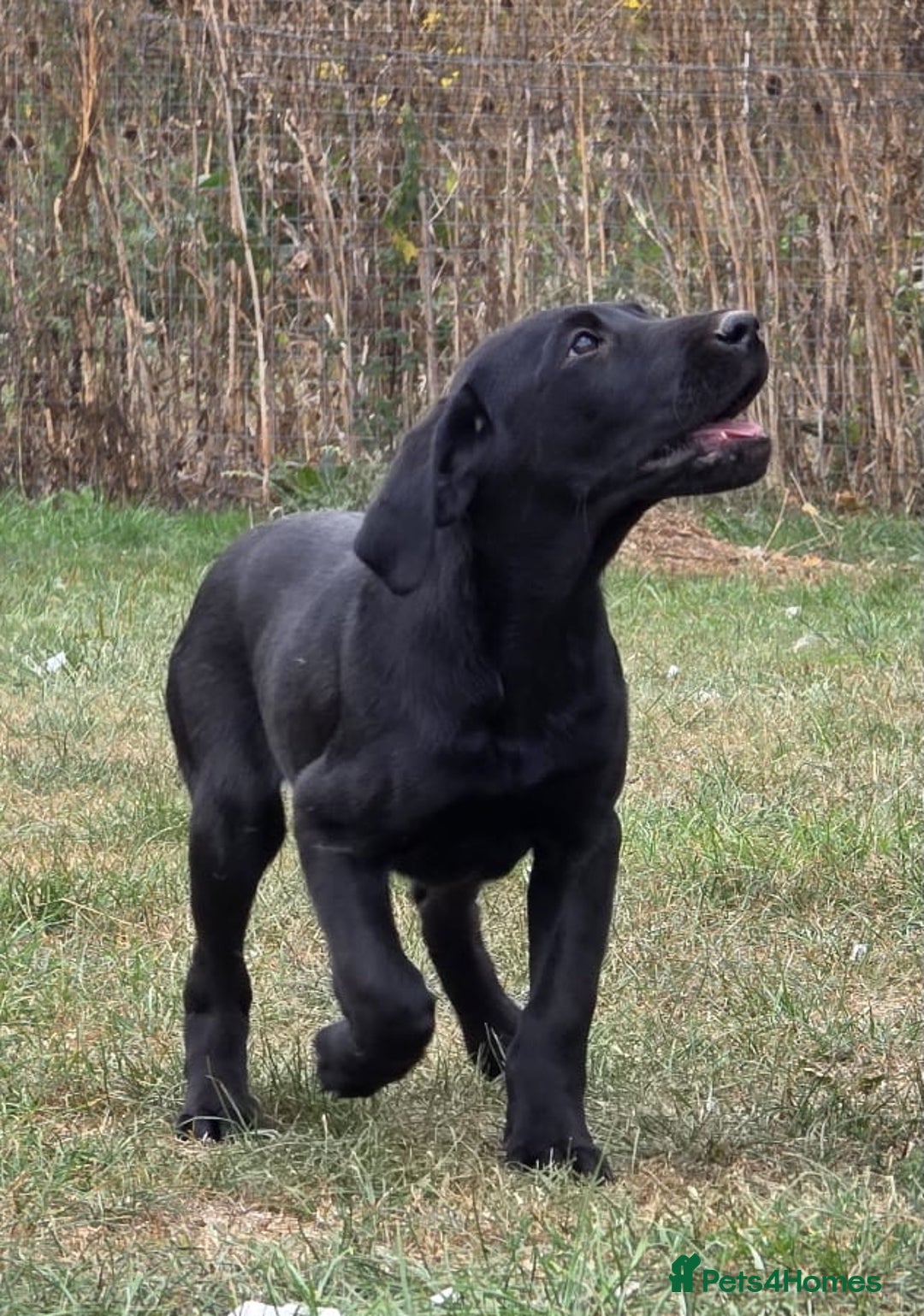 Labrador Retriever dogs for sale: Smart mixed colour labrador litter, HEALTH TESTED - Image 15