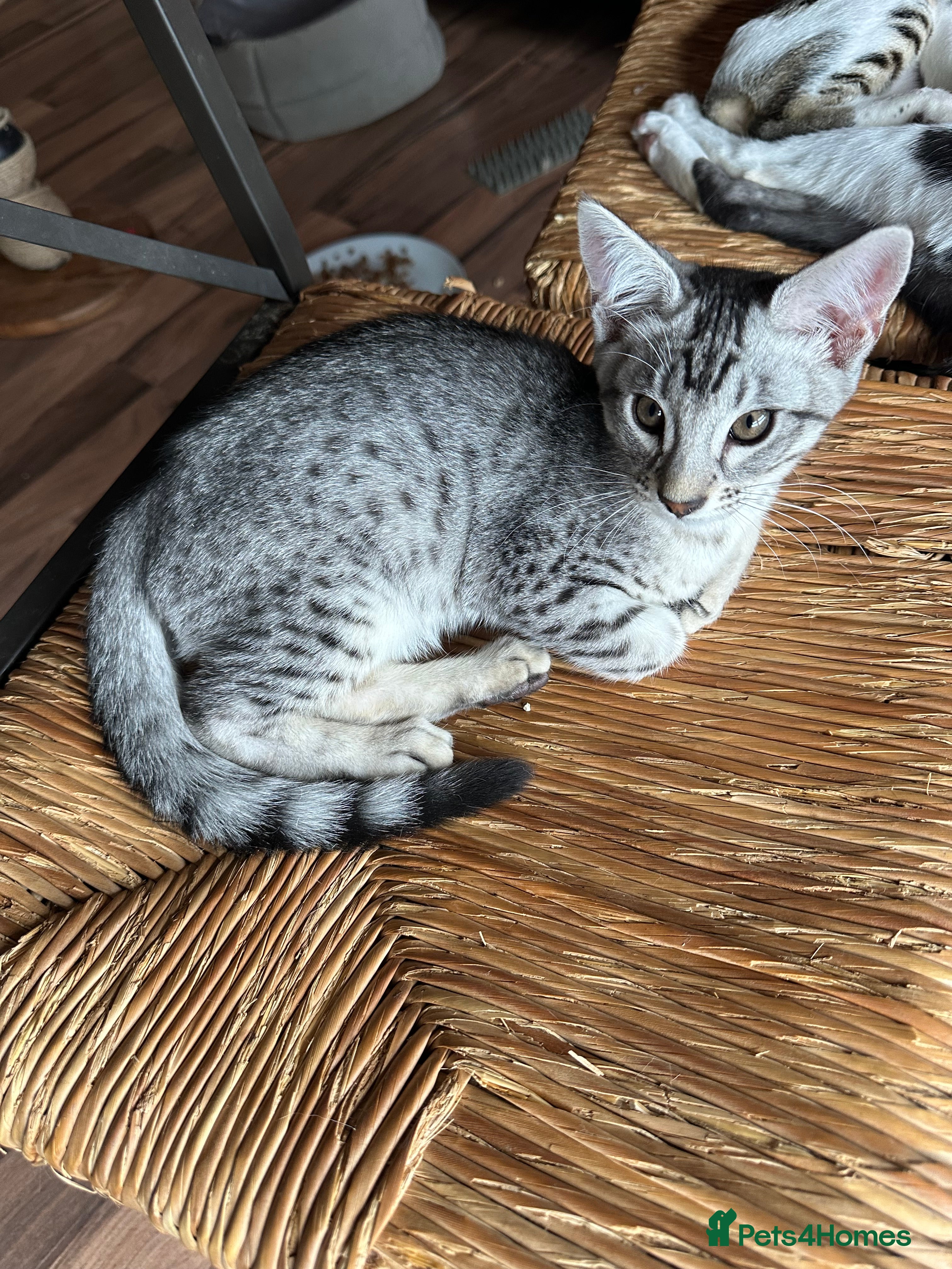 Mixed Breed cats for sale: Amazing Crossed Bengals Available  - Advert 8