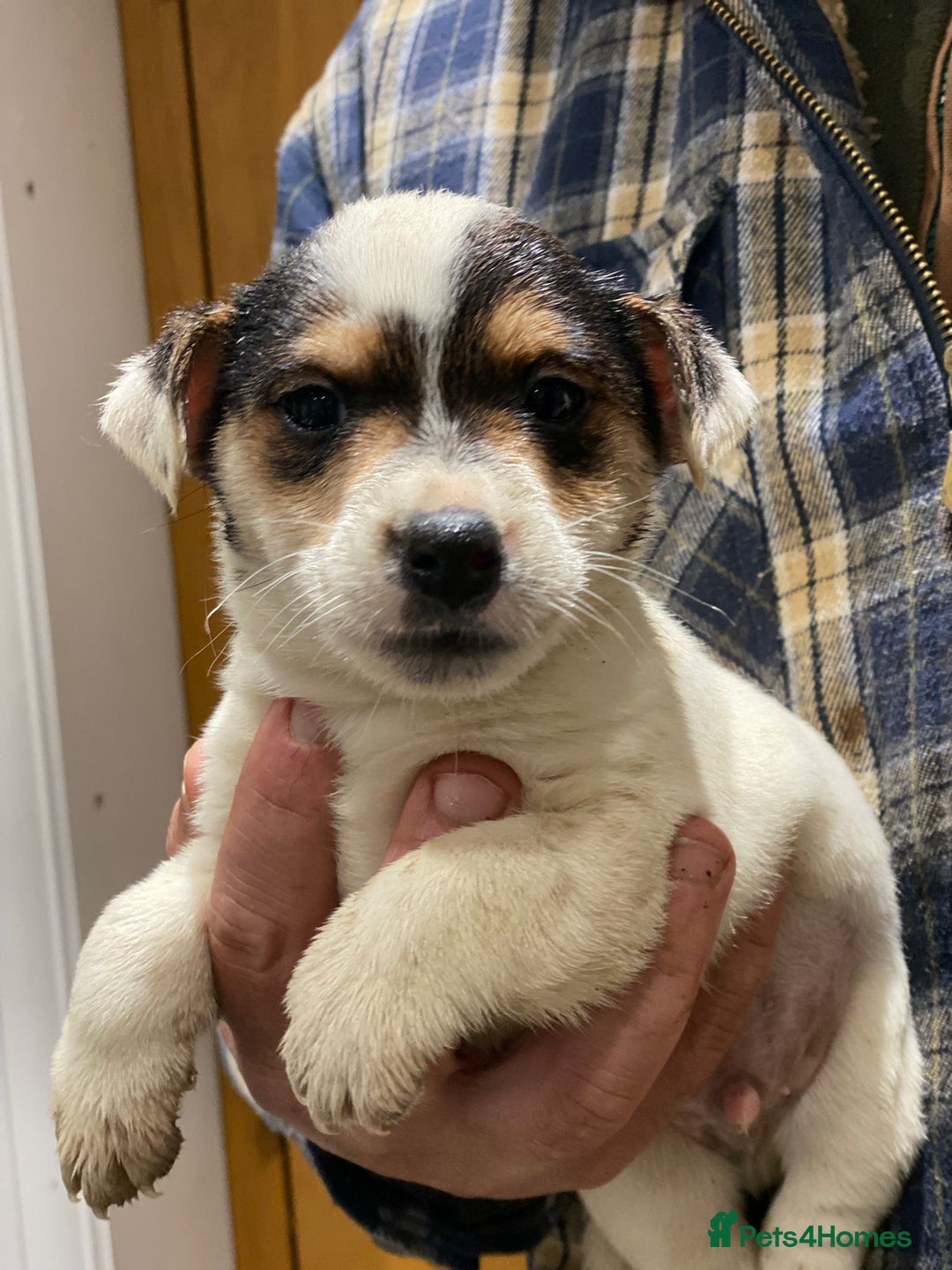 Jack Russell dogs for sale: Jack Russell Boys - Advert 3