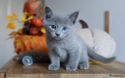 Russian Blue cats for sale: Pure Russian Blue Kittens Available  - Image 5