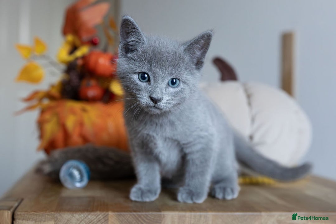 Russian Blue cats for sale: Pure Russian Blue Kittens Available  - Image 5
