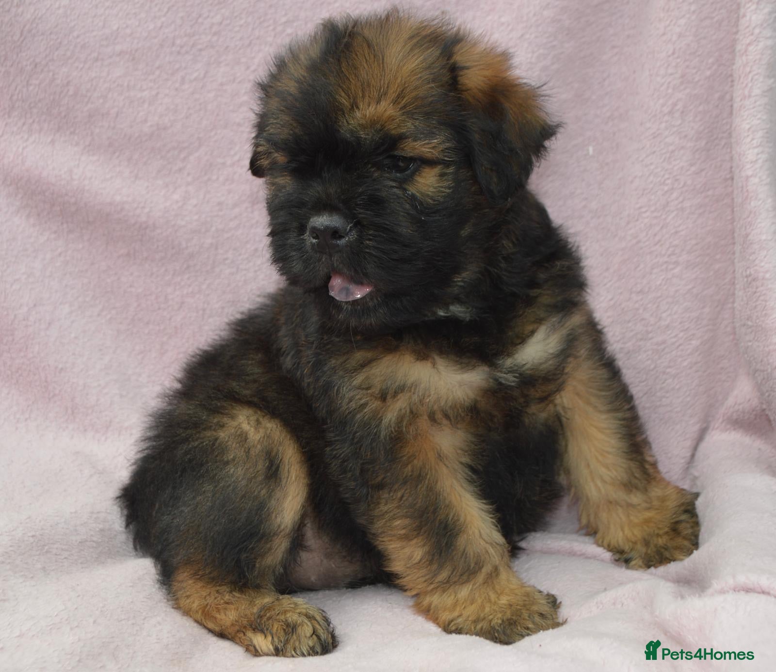 Mixed Breed dogs the cutest shih zhu mix babies  - Advert 1