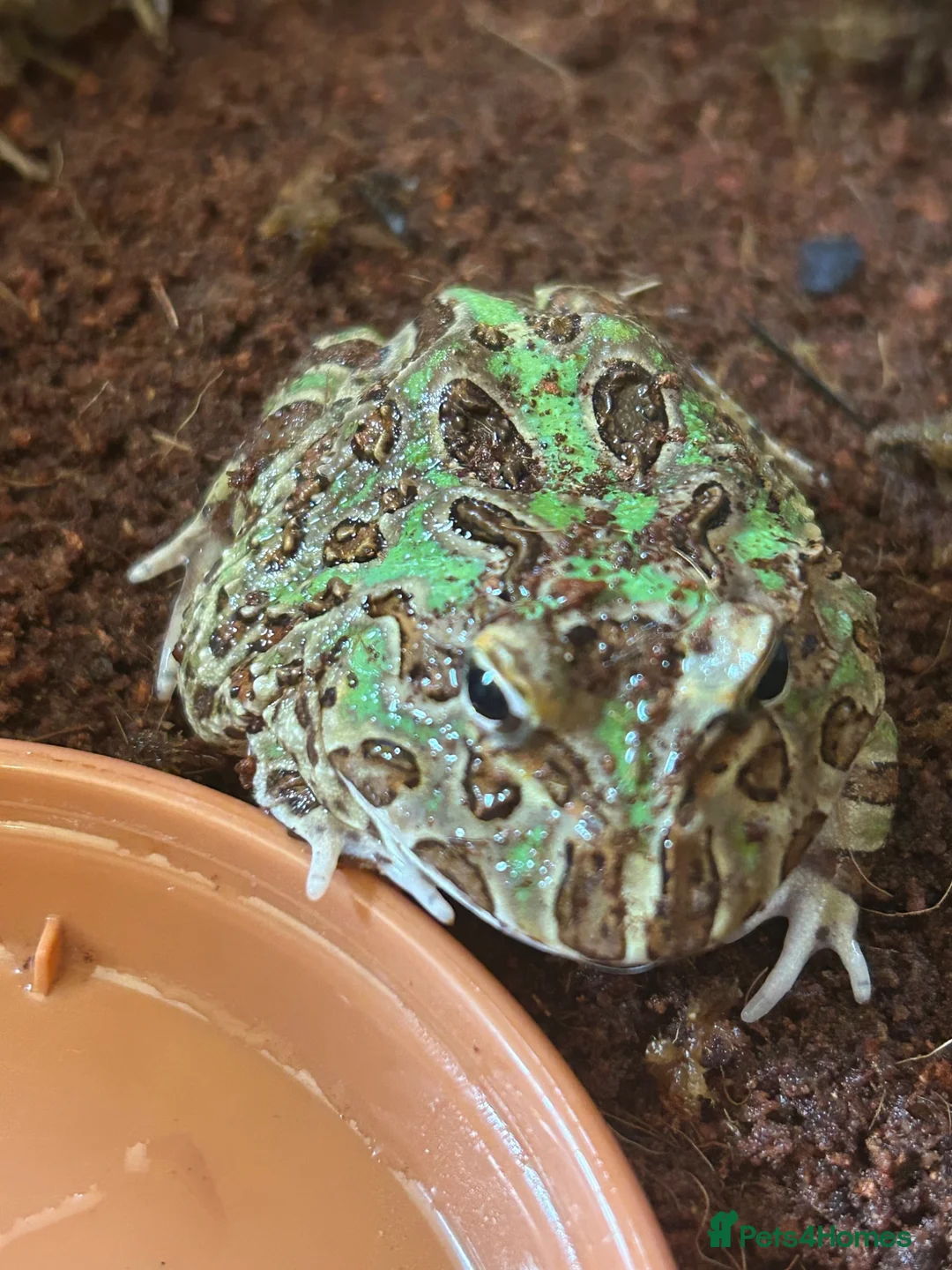 Frog reptiles for sale: 4x Pac Man Frogs With Full Setups in London - Advert 5