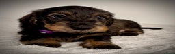 Miniature Dachshund dogs for sale: KC Reg Wire Haired Miniature Dachshund Puppies  - Advert 15