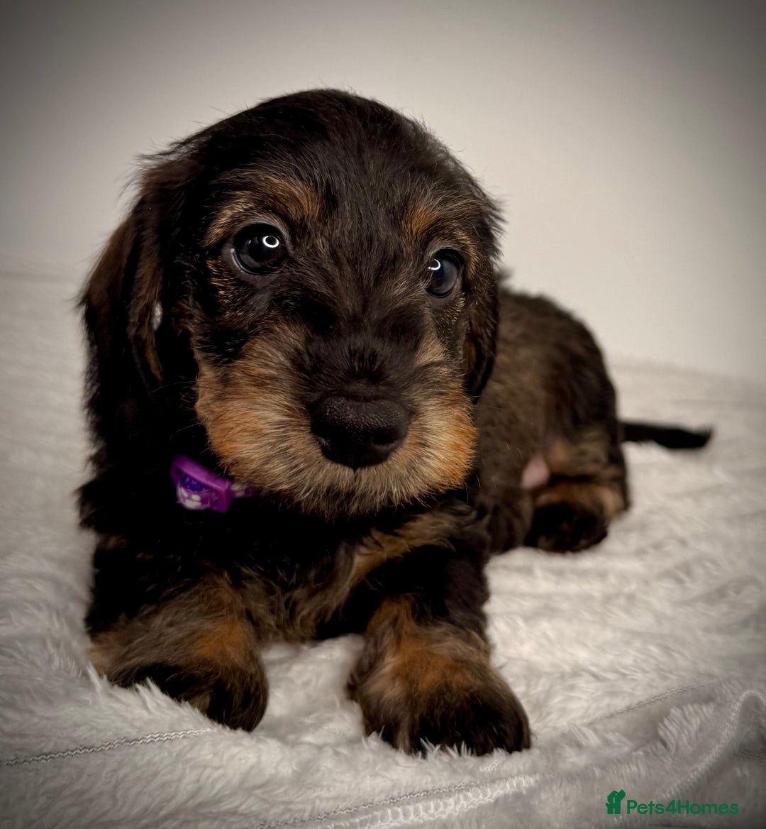Miniature Dachshund dogs for sale: KC Reg Wire Haired Miniature Dachshund Puppies  - Advert 15