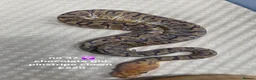 Python Snake reptiles for sale:  Various ball pythons  - Advert 15