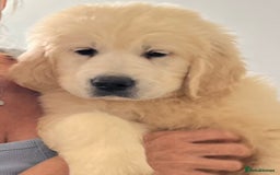 Golden Retriever dogs for sale: 1 boy available KC Reg Golden Retriever  - Image 1