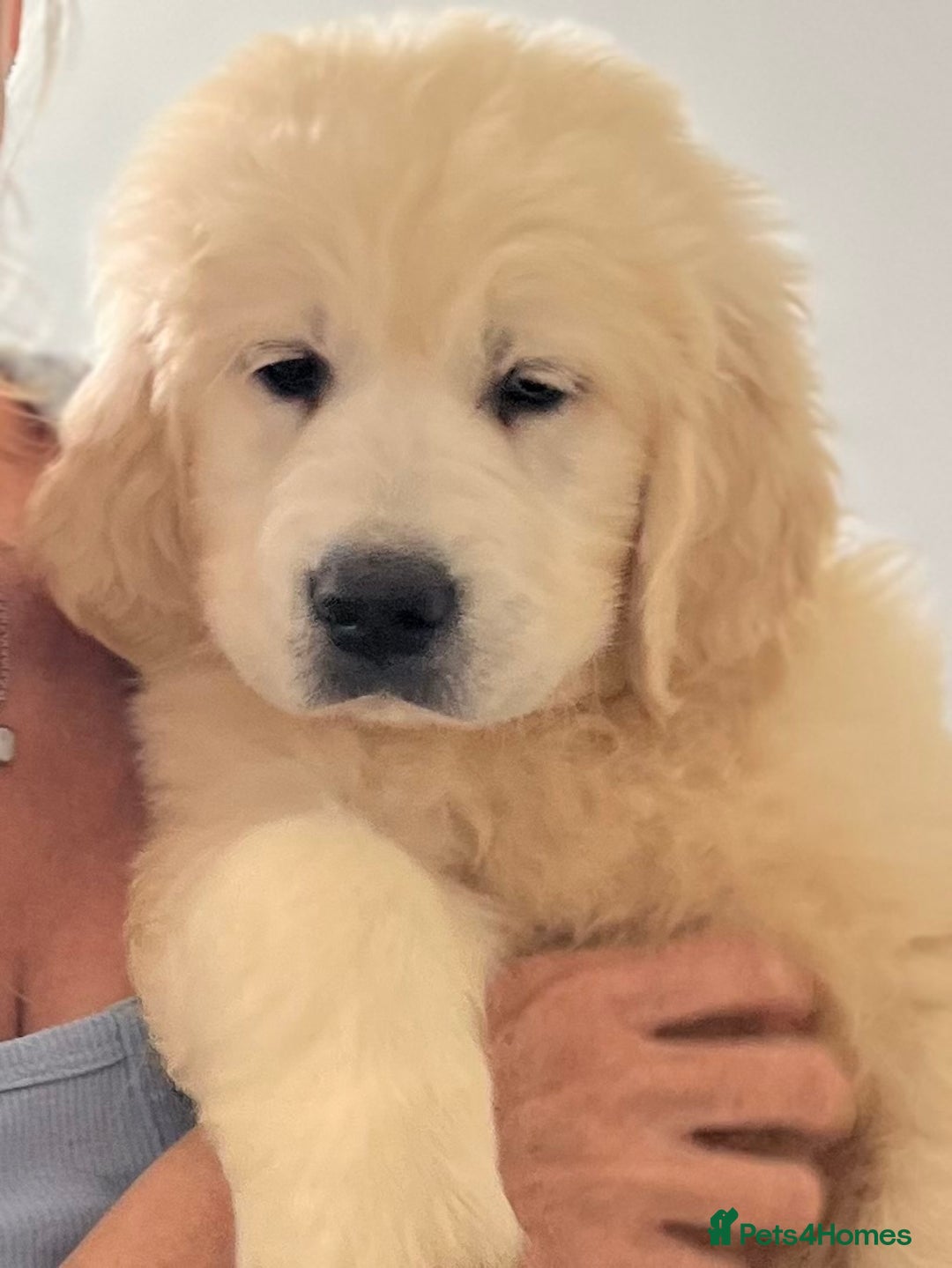 Golden Retriever dogs for sale: 1 boy available KC Reg Golden Retriever  - Image 1