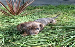Miniature Dachshund dogs for sale: Miniature dachshund puppies  - Image 7