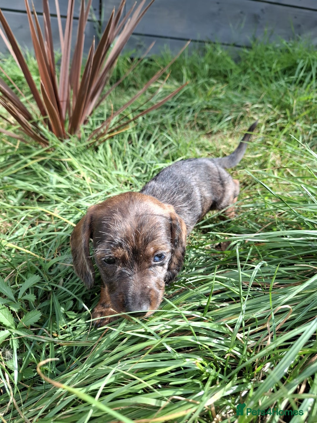 Miniature Dachshund dogs for sale: Miniature dachshund puppies  - Image 7