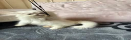 Persian cats for sale: Two pretty Persian kittens looking for a home - Advert 9