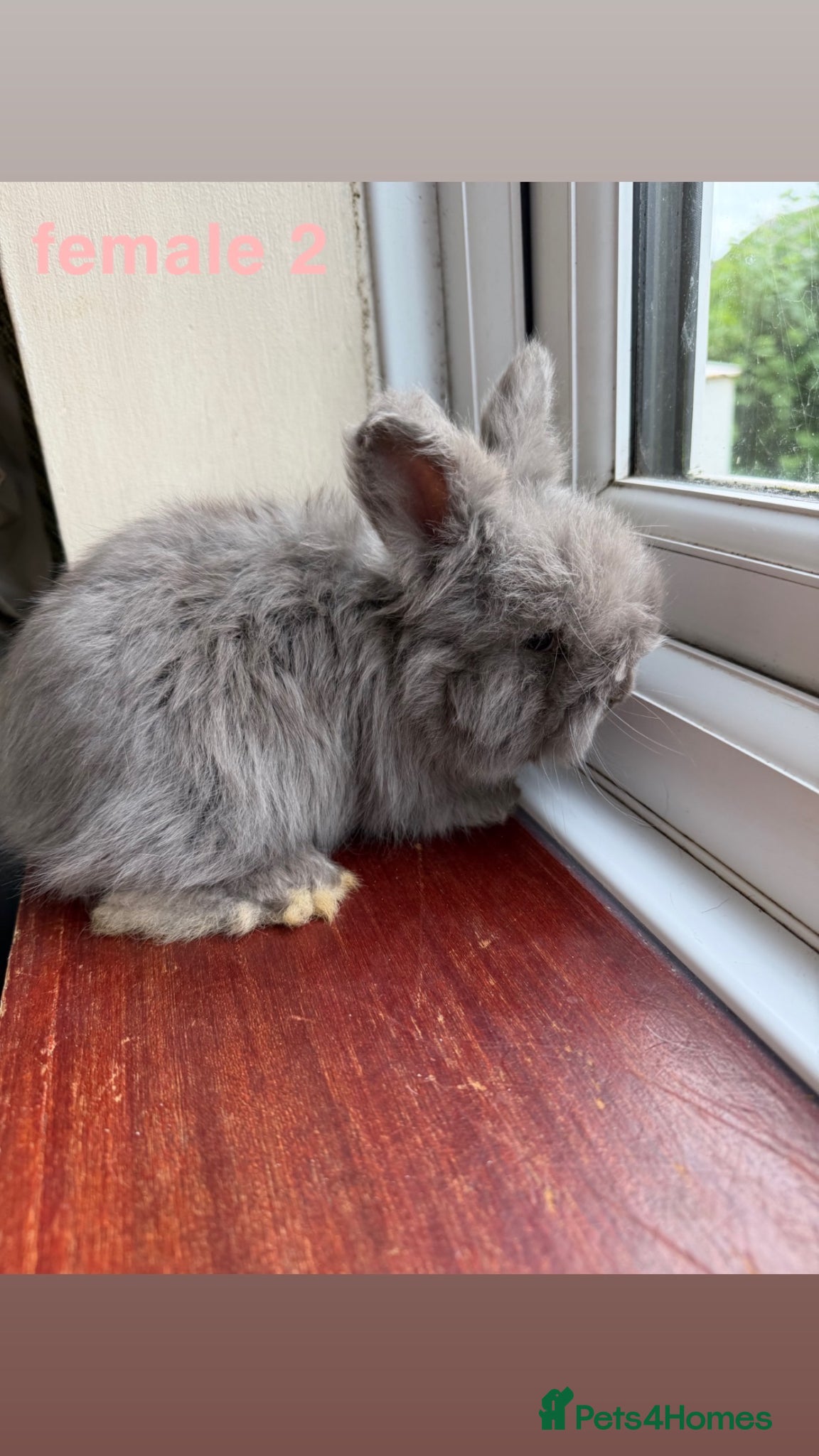 Angora rabbits for sale: pedigree english angora  - Advert 4