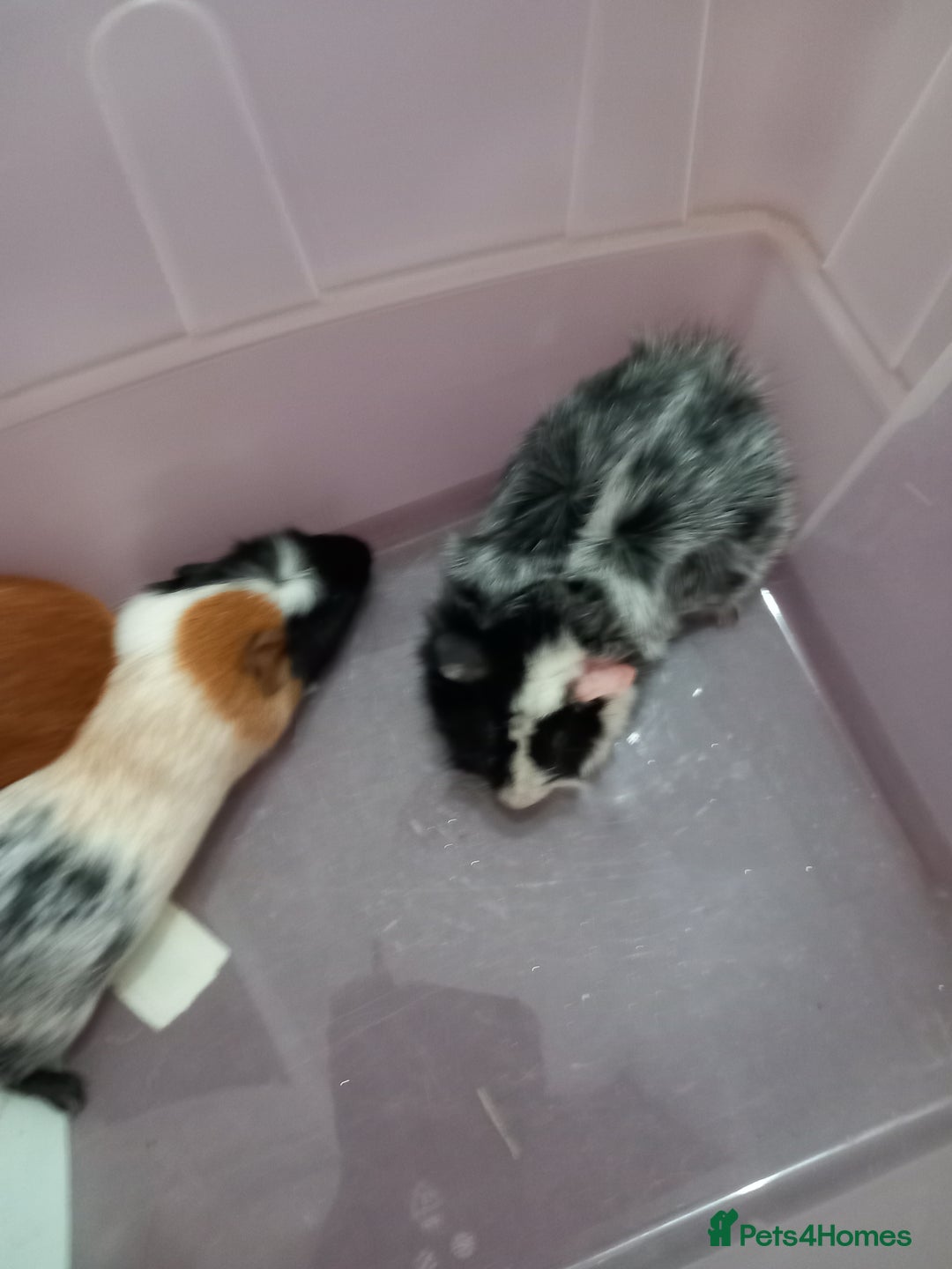 Guinea Pig rodents for sale: Baby guinea pigs - Advert 5
