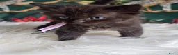 Mixed Breed cats for sale: Beautiful Blue-Eyed Kittens  - Advert 10