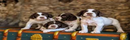 English Springer Spaniel dogs for sale: KC Registered English Springer Spaniel Puppies - Advert 15