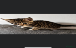 Mixed Breed cats for sale: 3 Beautiful Kittens  - Image 10