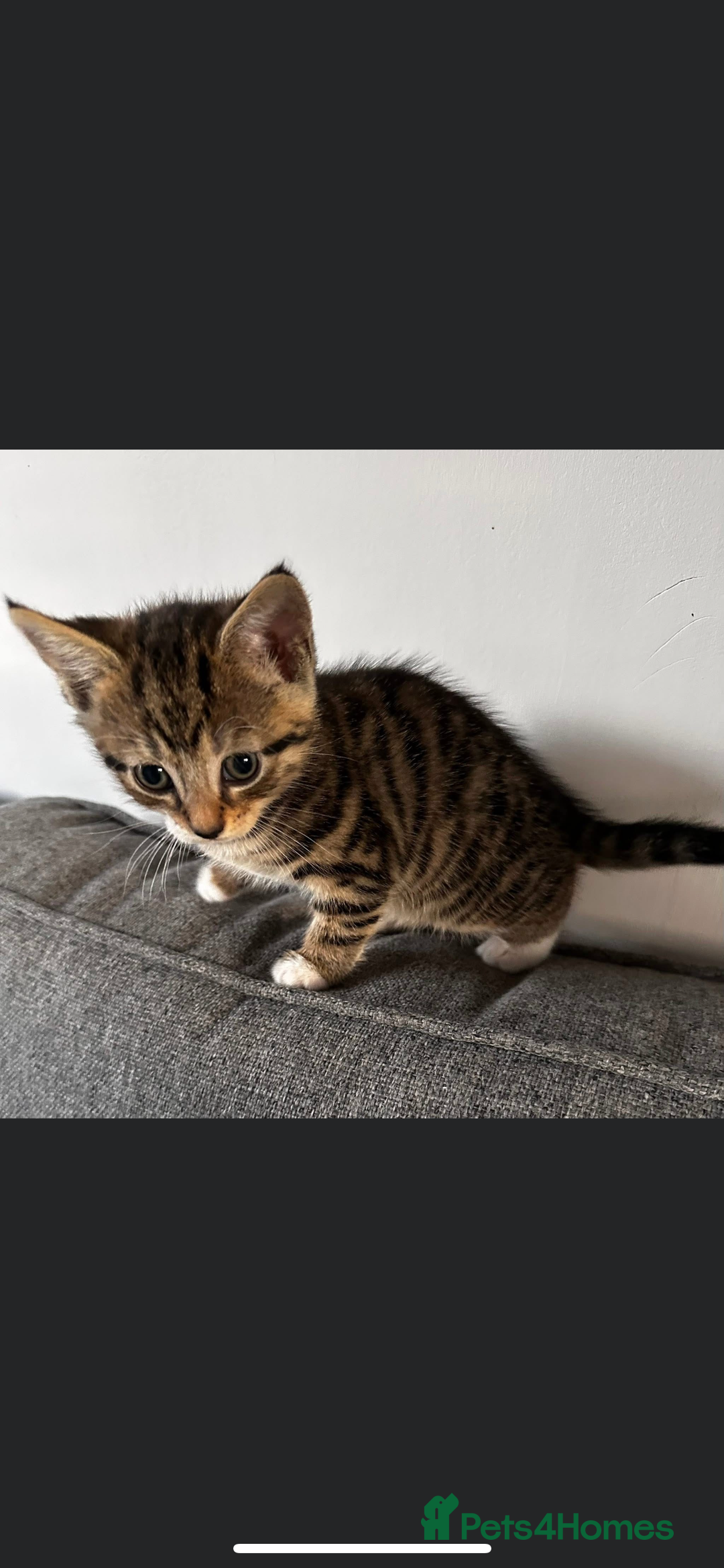 Mixed Breed cats for sale: 3 Beautiful Kittens  - Image 10