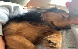 Dachshund dogs for stud: Ralph - Image 3